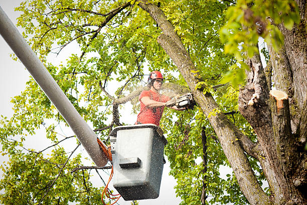 Professional Tree Care in Clinton, NC